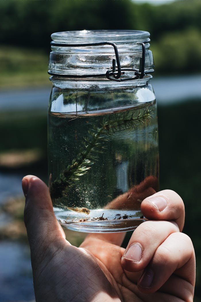 Crop anonymous person holding glass jar with small stem of Ceratophyllum demersum known as hornwort submerged aquatic plant against blurred natural environment
